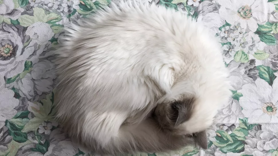蜷缩着身子睡觉的猫咪
