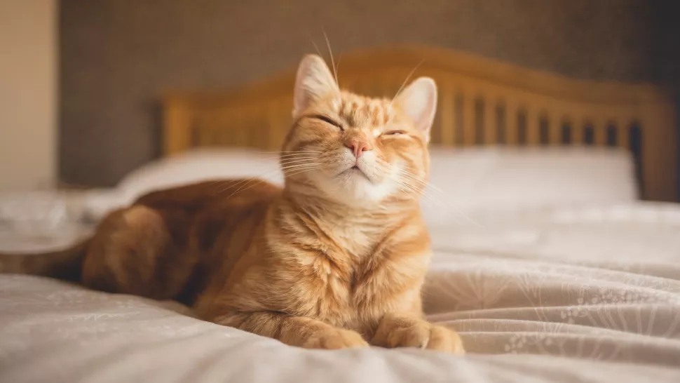半眯着眼睛睡觉的猫咪