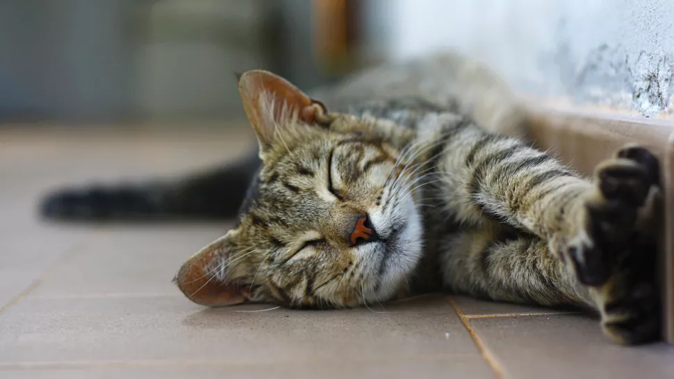 侧睡中的猫咪