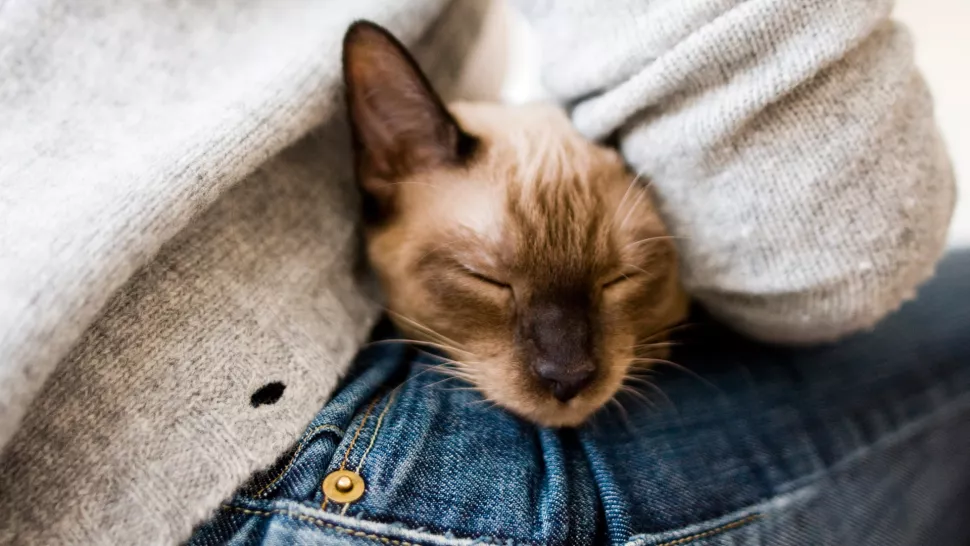 在主人腿上睡着的猫咪