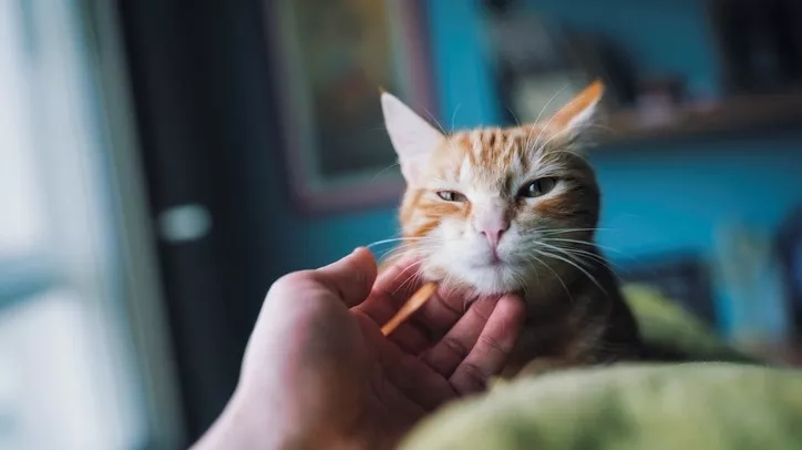 在享受主人抚摸的猫咪