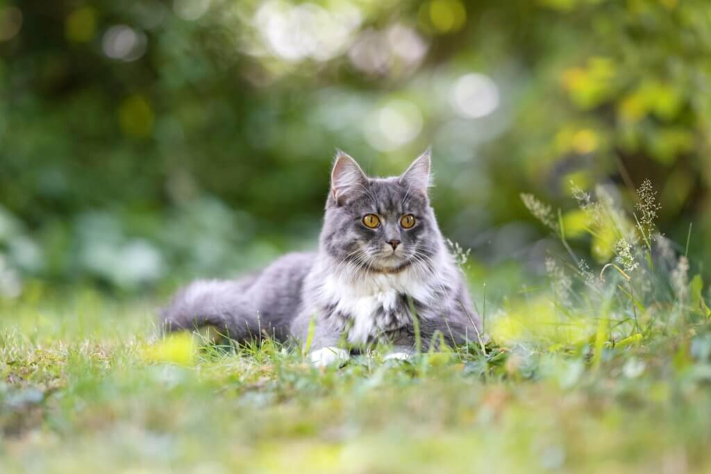 爬在草丛中的猫
