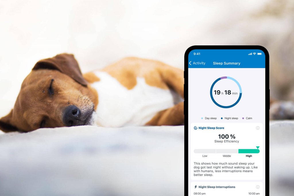 狗在后台睡觉，牵引式 gps 应用程序睡眠跟踪在前台显示狗屏幕