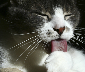 一只正在舔毛的猫