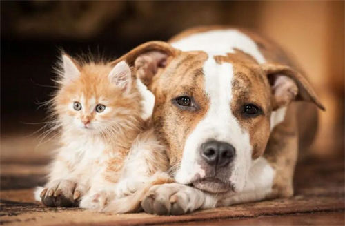 狗和猫的牙周病有哪些迹象