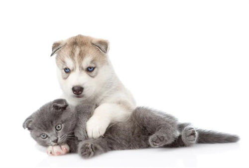 猫与狗正在一起玩耍