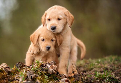 两种幼年金毛犬