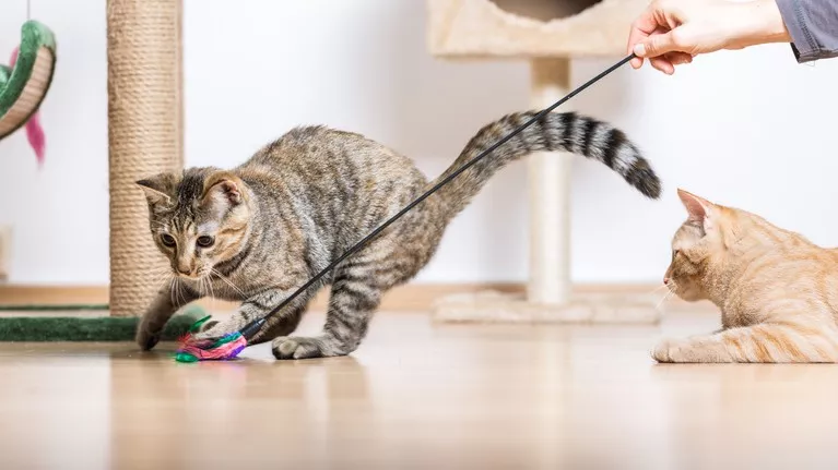 猫咪