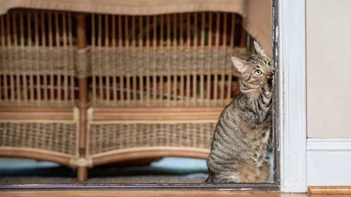 猫咪