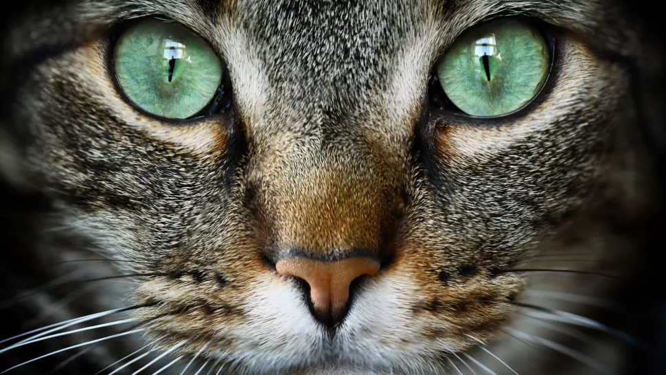 猫咪