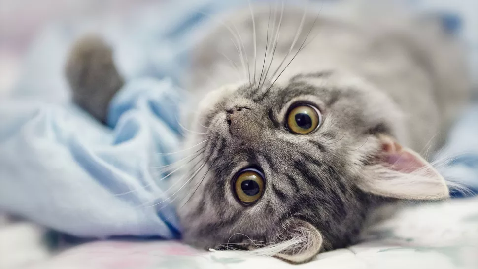 猫咪