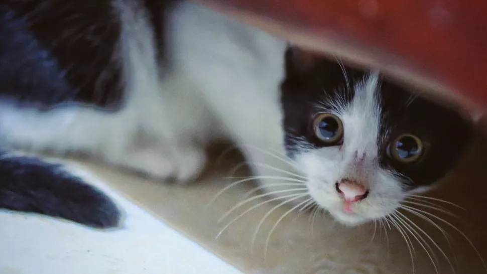 猫咪