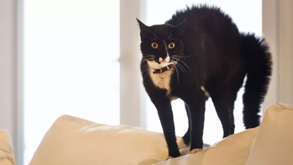 猫咪