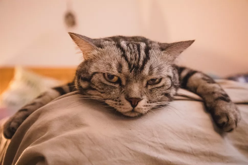 猫咪