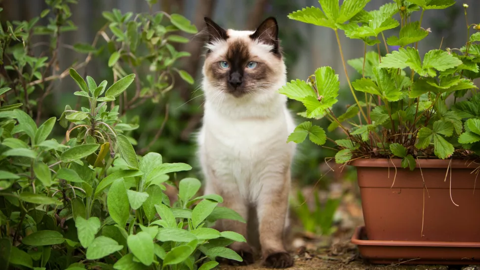 猫咪