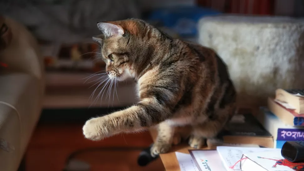 正在玩耍的中华狸花猫