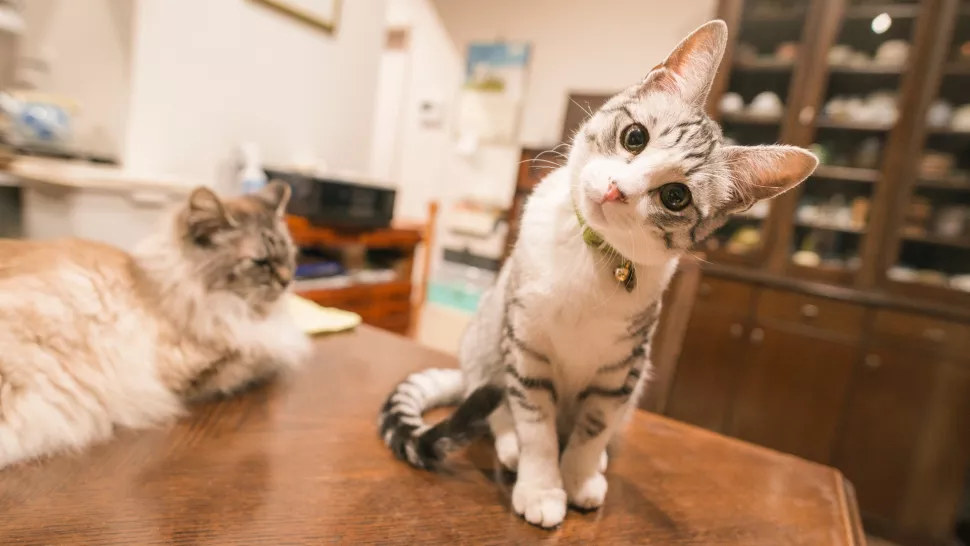 正歪着脑袋盯着主人的猫咪