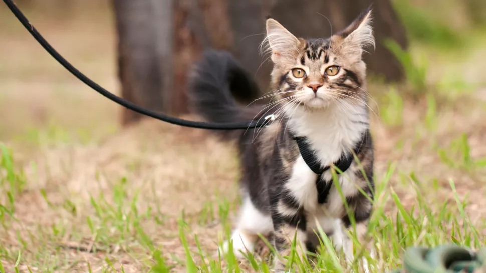 猫咪