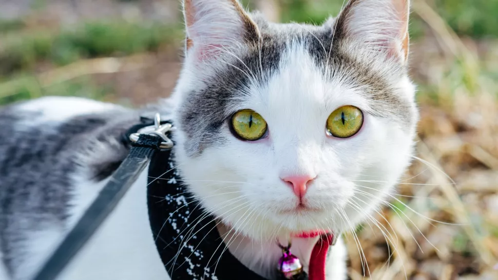 猫咪