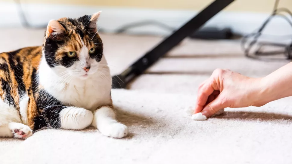 猫咪