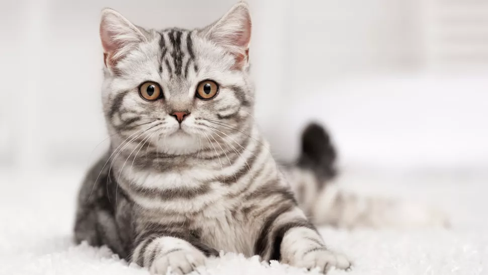 猫咪