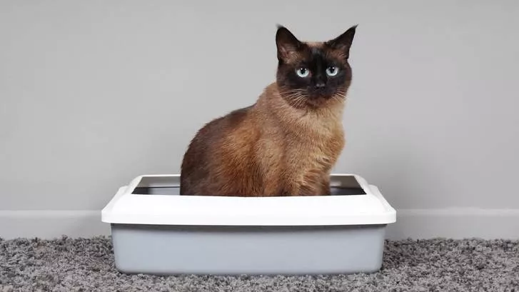 猫咪