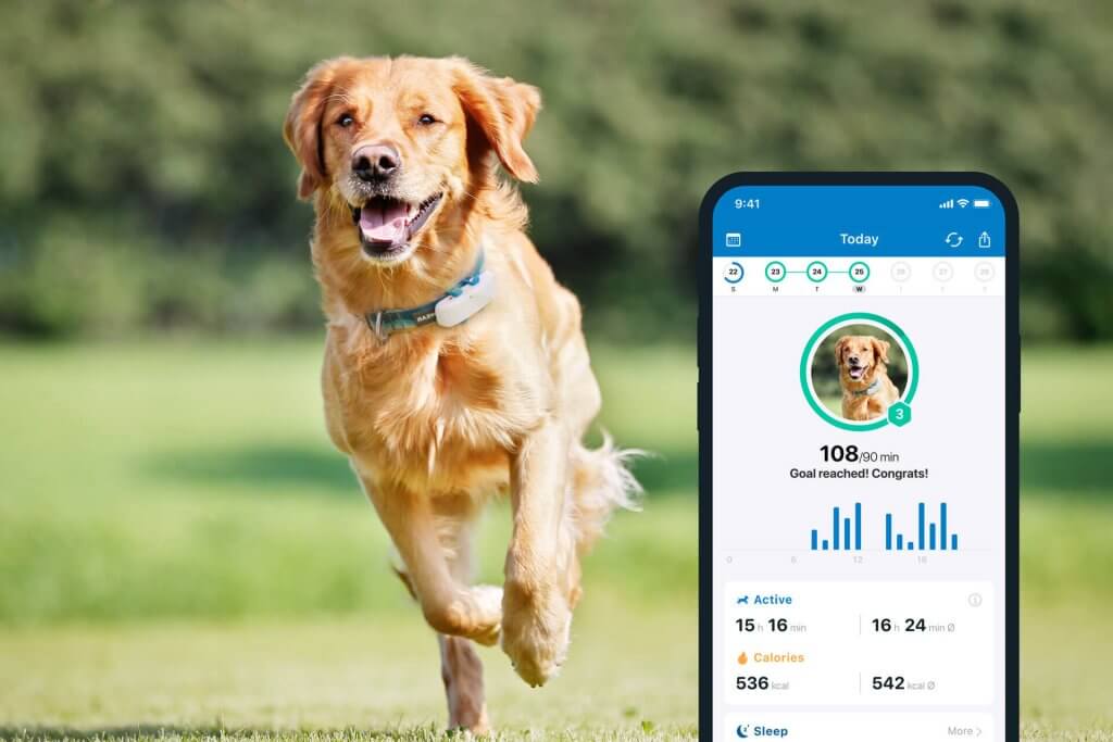 狗在外面跑，背景是 Tractive GPS 狗追踪器，前台是应用程序