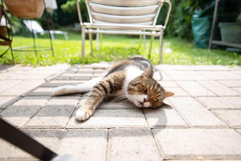 猫躺在外面的石头露台上