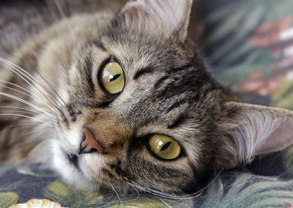 躺在沙发的猫
