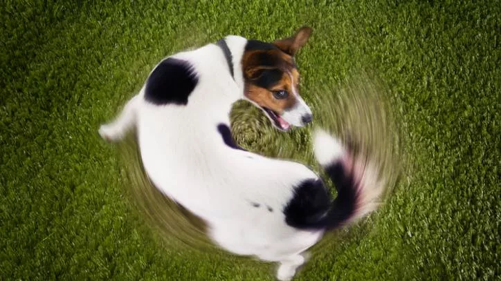 正在转圈圈的狗