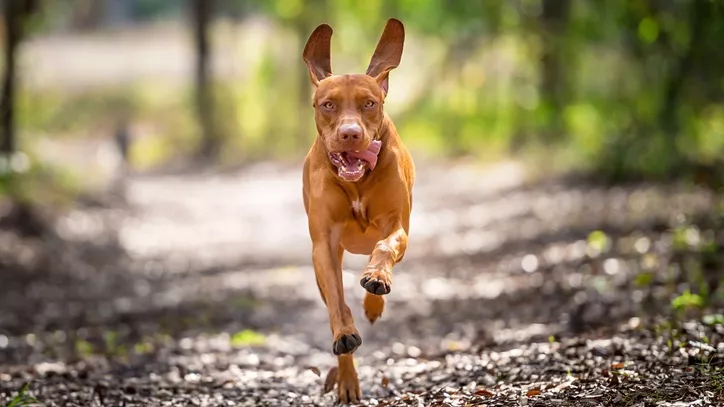 奔跑中的维兹拉犬