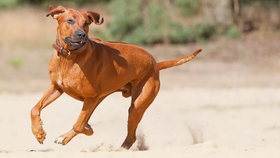 罗得西亚脊背犬