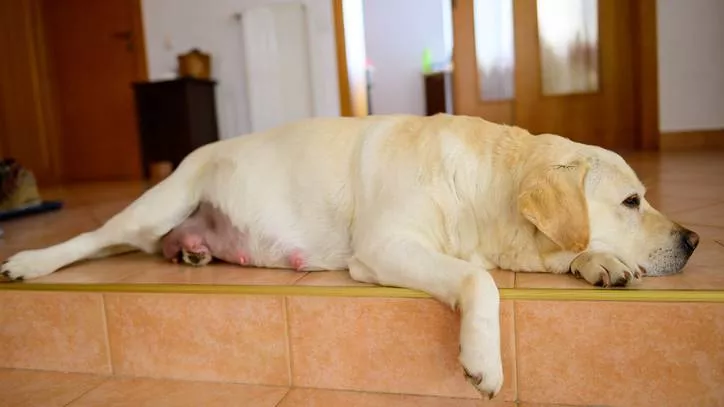 感染疾病的拉布拉多犬