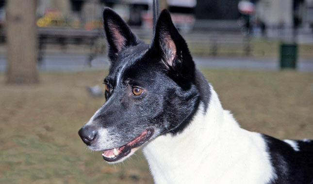 迦南犬