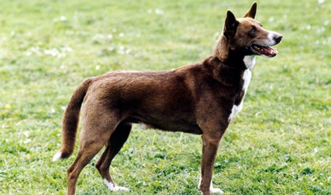 迦南犬