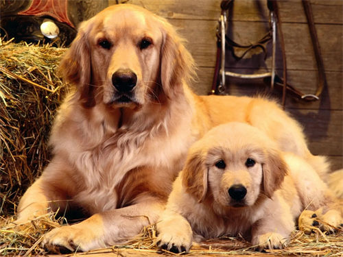 金毛犬妈妈与她的幼崽