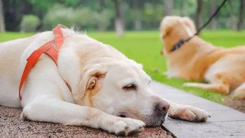 得了心脏病的拉布拉多犬