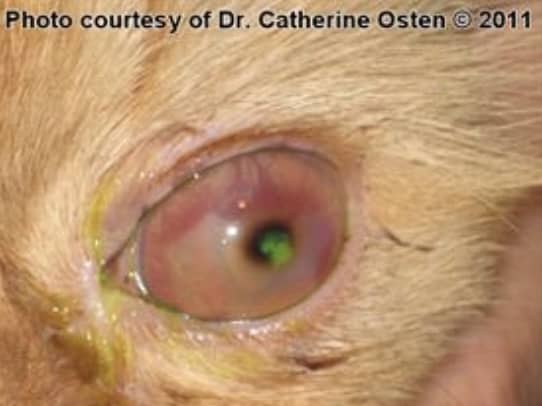 一只角膜坏死的猫眼睛