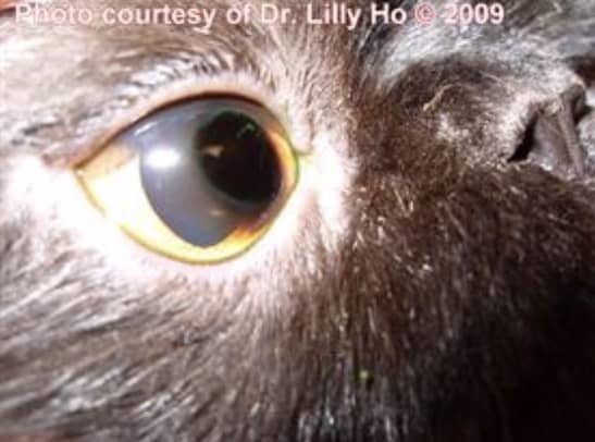 猫角膜死骨