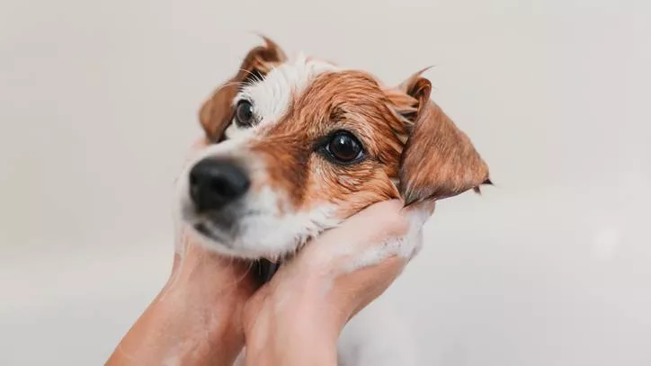 宠物犬