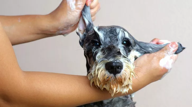 宠物犬