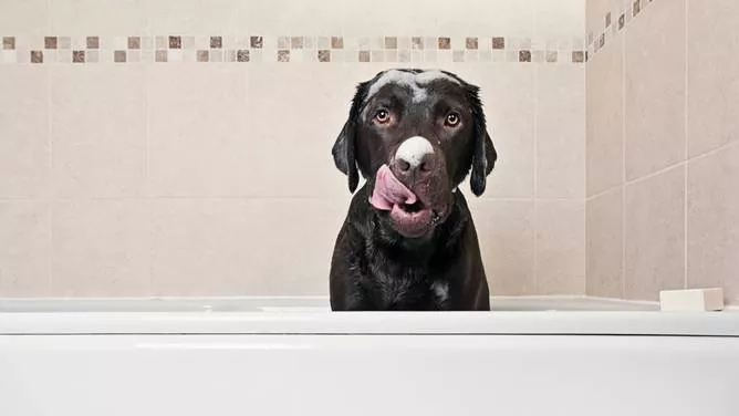 宠物犬