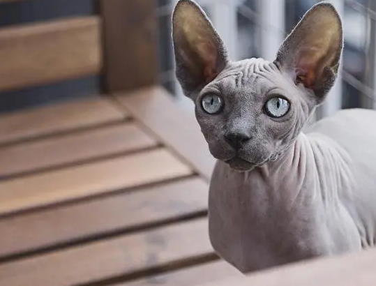 一只科尼斯雷克斯猫
