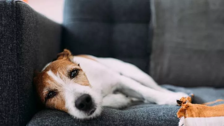 犬糖尿病