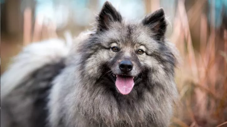 犬糖尿病