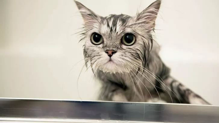 猫咪跳蚤能洗澡洗掉