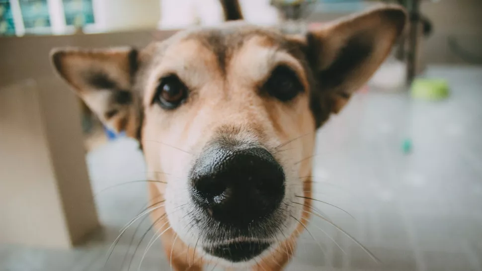 狗的胡须