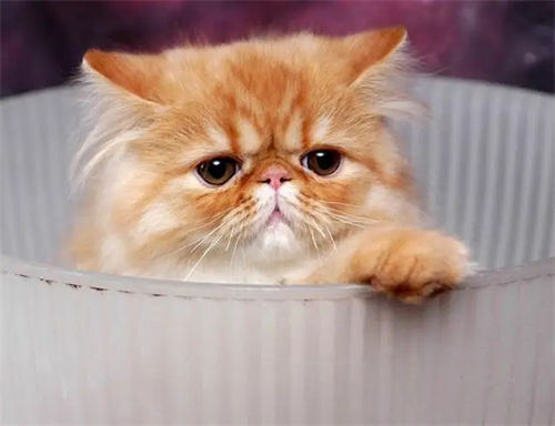 感染绦虫的猫