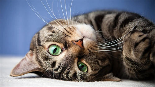 宠物猫过敏的症状