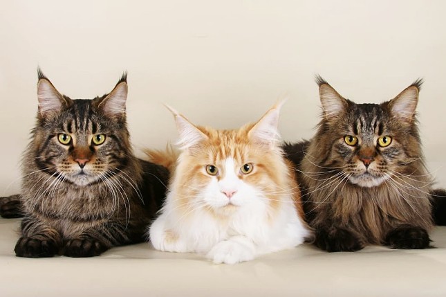 三只不同颜色的缅因猫